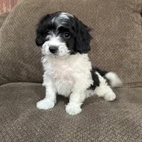 Tony, a male Havapoo for sale in Chesterfield, MI – 5 of 8