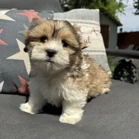 Henry , a male Bichon Frise and Shih Tzu for sale in Chesterfield, MI – 6 of 6