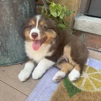 Phoebe, a female Miniature Australian Shepherd for sale in Chesterfield, MI – 3 of 5