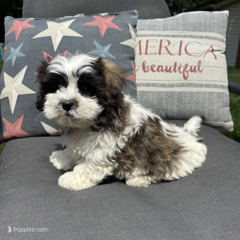 Luke – Bichon Frise, Shih Tzu puppy for sale in Chesterfield, MI