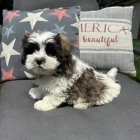 Luke, a male Bichon Frise and Shih Tzu for sale in Chesterfield, MI – 5 of 5