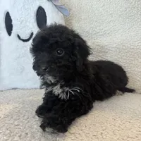 Carly, a female Poodle - Miniature  for sale in Chesterfield, MI – 6 of 7
