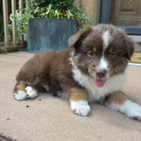 Joey, a male Miniature Australian Shepherd for sale in Chesterfield, MI – 3 of 6