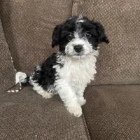 Tony , a male Havapoo for sale in Chesterfield, MI – 1 of 4