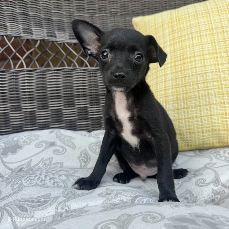 Dylan – Chihuahua puppy for sale in Chesterfield, MI