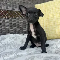 Dylan, a male Chihuahua for sale in Chesterfield, MI – 1 of 5