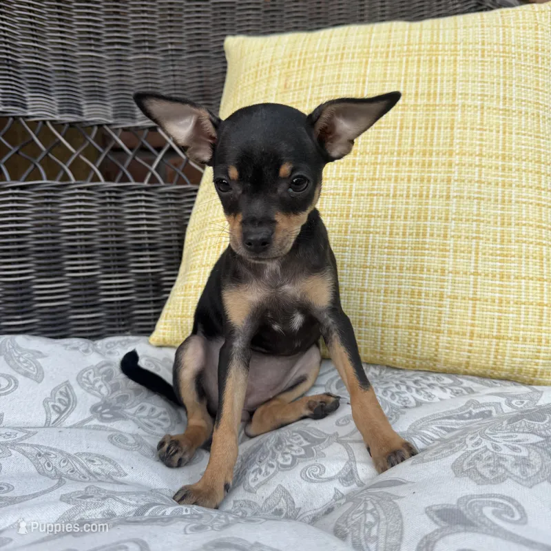 Brenda – Chihuahua puppy for sale in Chesterfield, MI
