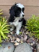 Alex, a male Miniature Aussiedoodle for sale in Chesterfield, MI – 4 of 4