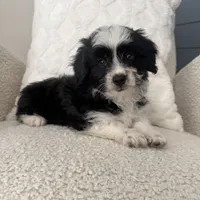 Alan, a male Miniature Aussiedoodle for sale in Chesterfield, MI – 6 of 7