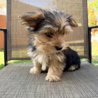 Louie , a male Yorkshire Terrier for sale in Macomb, MI – 3 of 4