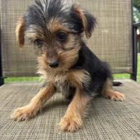 Carl , a male Yorkshire Terrier for sale in Chesterfield, MI – 6 of 10