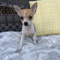 Kelly, a female Chihuahua for sale in Chesterfield, MI – 4 of 6