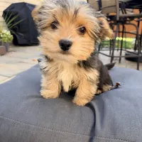 Louie , a male Yorkshire Terrier for sale in Macomb, MI – 2 of 4