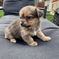 Tito, a male Pomeranian and Shih Tzu for sale in Chesterfield, MI – 3 of 4