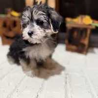 Greg, a male Morkie for sale in Macomb, MI – 6 of 8