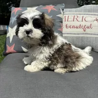 Louie , a male Bichon Frise and Shih Tzu for sale in Chesterfield, MI – 2 of 5