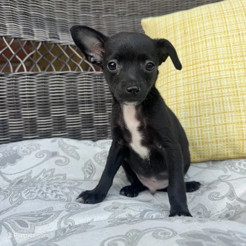 Dylan – Chihuahua puppy for sale in Chesterfield, MI