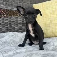 Dylan, a male Chihuahua for sale in Chesterfield, MI – 1 of 5