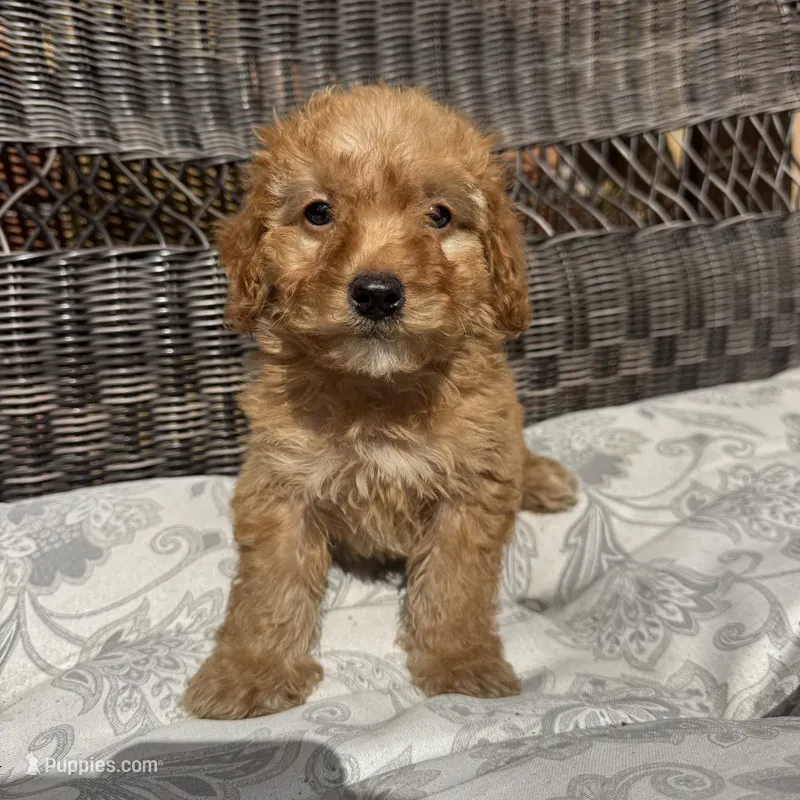 Chucky – Poodle - Miniature  puppy for sale in Chesterfield, MI