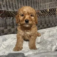 Chucky, a male Poodle - Miniature  for sale in Chesterfield, MI – 4 of 10
