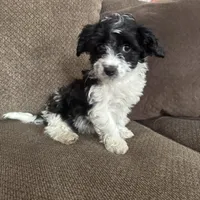 Tony, a male Havapoo for sale in Chesterfield, MI – 5 of 8