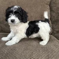Tony, a male Havapoo for sale in Chesterfield, MI – 3 of 8