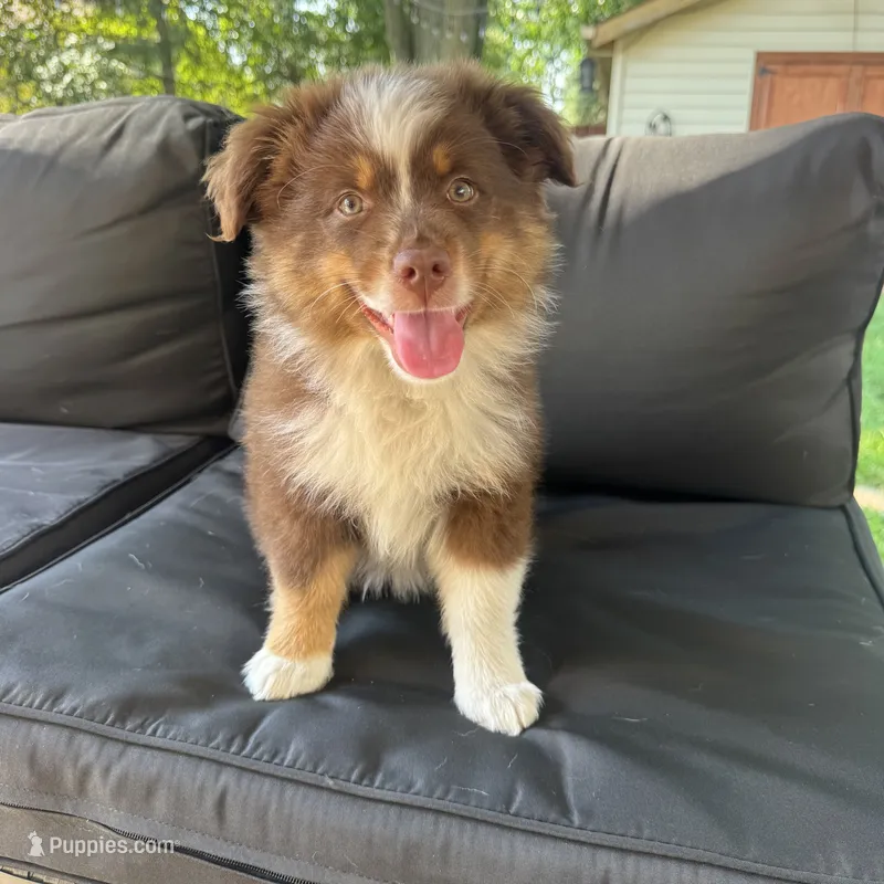 Rachel – Miniature Australian Shepherd puppy for sale in Chesterfield, MI
