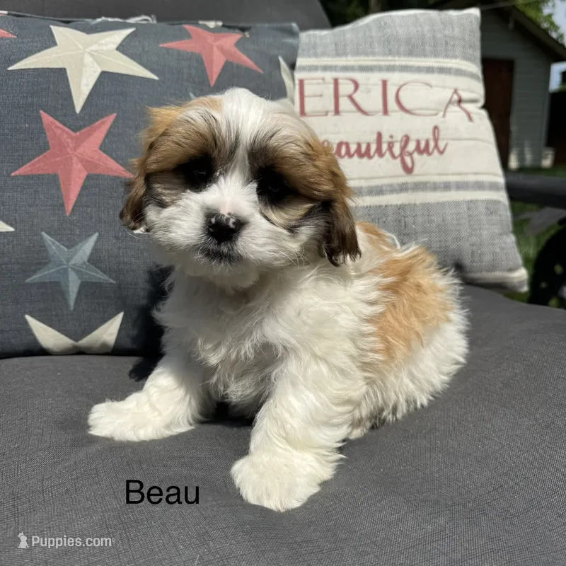 Beau – Shichon puppy for sale in Chesterfield, MI