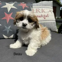 Beau, a male Shichon for sale in Chesterfield, MI – 1 of 5