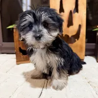 Bridgette, a female Morkie for sale in Macomb, MI – 4 of 6