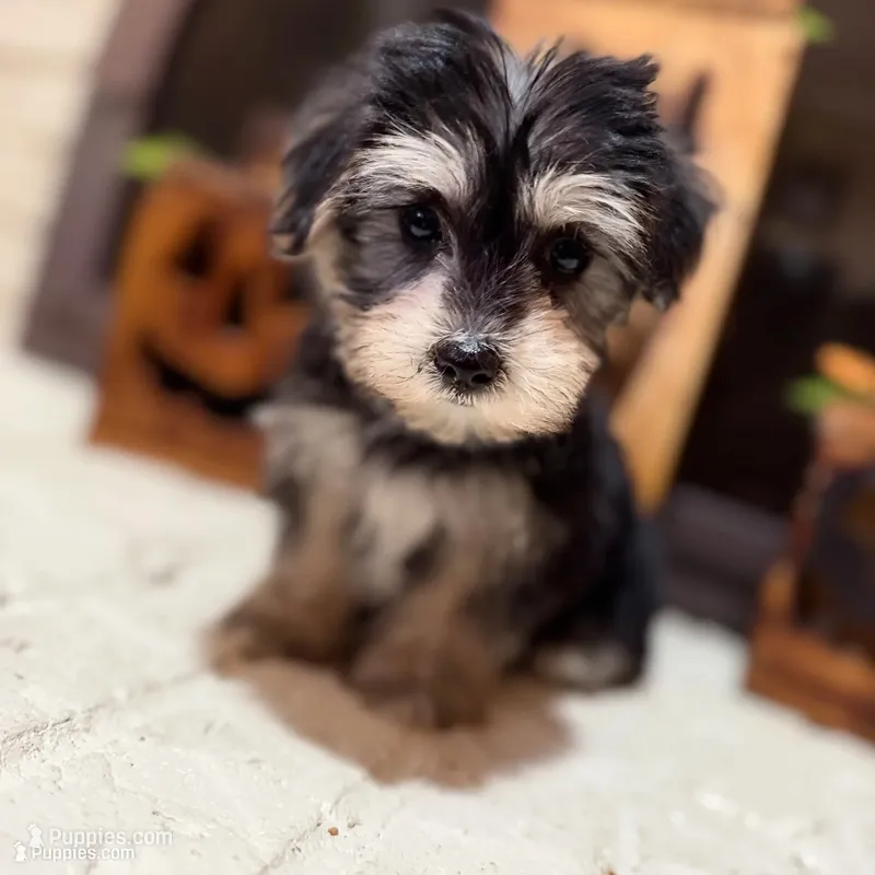 Stan – Maltese, Yorkshire Terrier puppy for sale in Macomb, MI