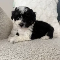 Reba, a female Miniature Aussiedoodle for sale in Chesterfield, MI – 4 of 5