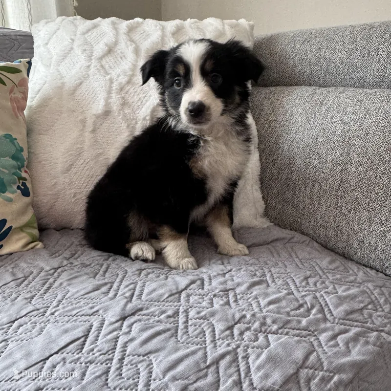 Levi – Miniature Australian Shepherd puppy for sale in Chesterfield, MI