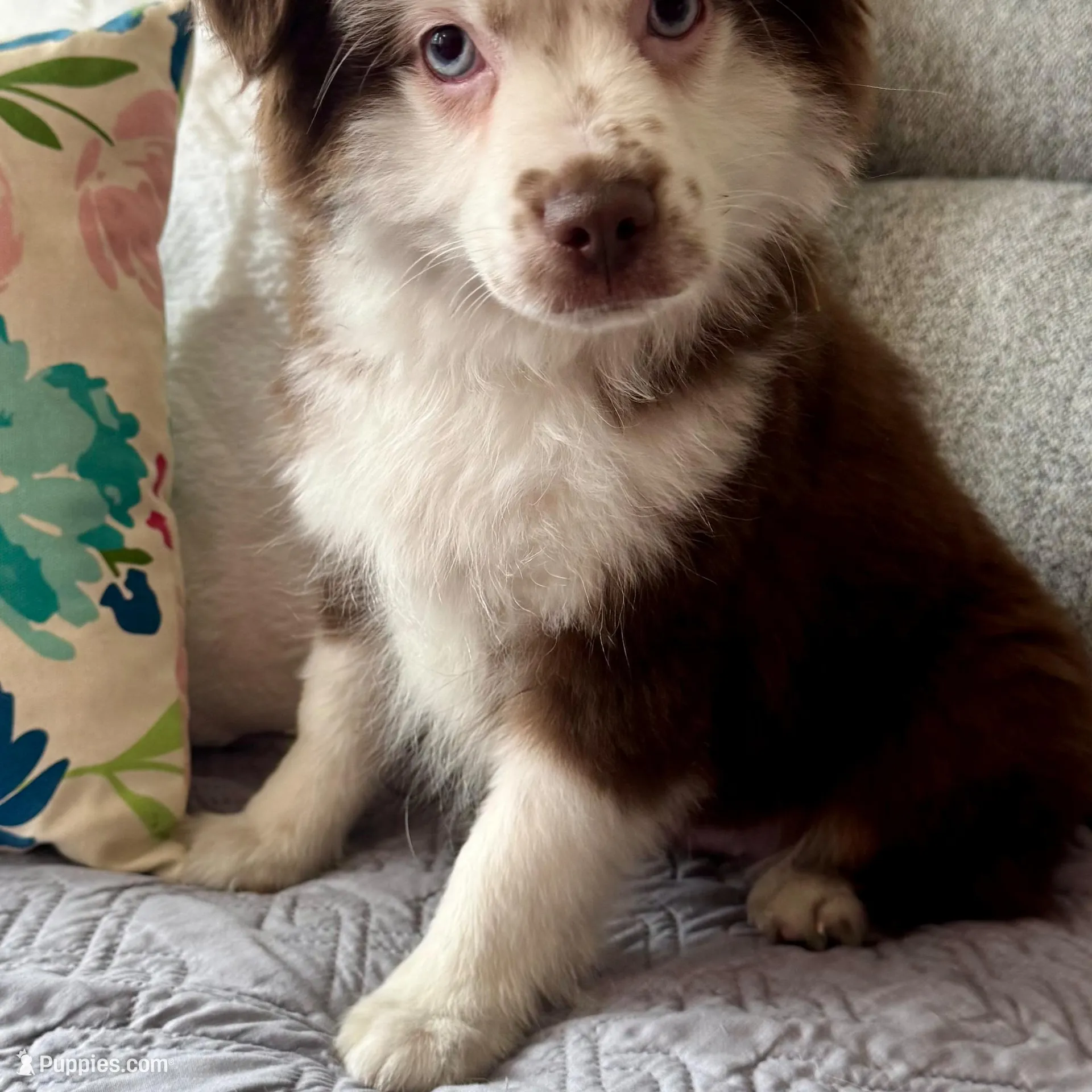 Scooter – Miniature Australian Shepherd puppy for sale in Chesterfield, MI