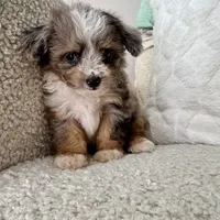 Kenny, a male Miniature Aussiedoodle for sale in Chesterfield, MI – 1 of 7