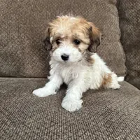 Adriana, a female Havapoo for sale in Chesterfield, MI – 5 of 7