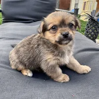 Tito, a male Pomeranian and Shih Tzu for sale in Chesterfield, MI – 4 of 4