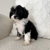 Garth, a male Miniature Aussiedoodle for sale in Chesterfield, MI – 2 of 5