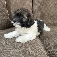 Carmela, a female Havapoo for sale in Chesterfield, MI – 3 of 6