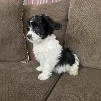 Tony, a male Havapoo for sale in Chesterfield, MI – 7 of 8