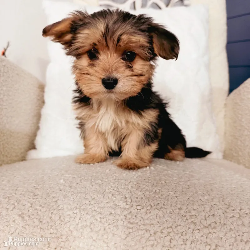 Pauly – Yorkshire Terrier puppy for sale in Macomb, MI