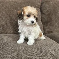 Adriana, a female Havapoo for sale in Chesterfield, MI – 7 of 7