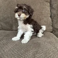 Paulie, a male Havapoo for sale in Chesterfield, MI – 2 of 6