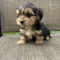 Pauly, a male Yorkshire Terrier for sale in Chesterfield, MI – 9 of 9