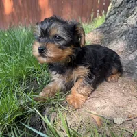 Trevor , a male Yorkshire Terrier for sale in Chesterfield, MI – 3 of 7