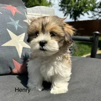 Henry , a male Bichon Frise and Shih Tzu for sale in Chesterfield, MI – 2 of 6