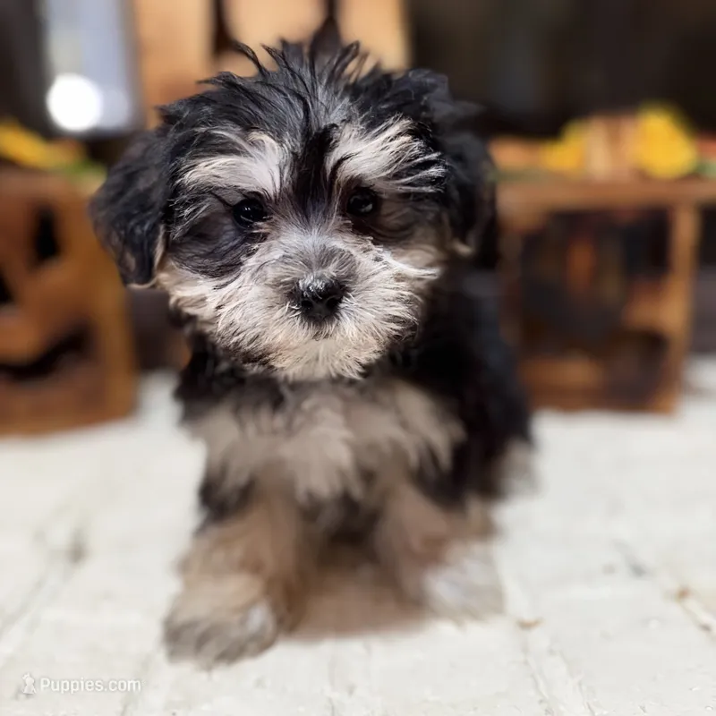 Benny – Morkie puppy for sale in Macomb, MI