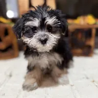 Benny, a male Morkie for sale in Macomb, MI – 1 of 7