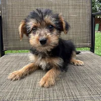 Carl , a male Yorkshire Terrier for sale in Chesterfield, MI – 3 of 10
