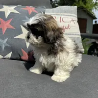 Luke , a male Bichon Frise and Shih Tzu for sale in Chesterfield, MI – 6 of 6